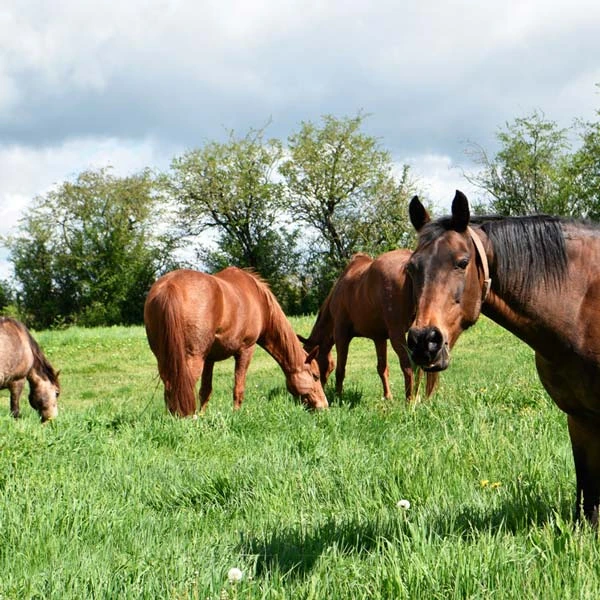 Pension pour chevaux à Saint-Julien-la-Genête, 23